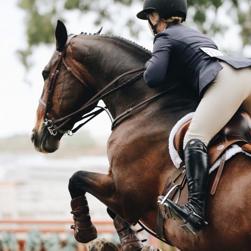 equitation cheval equitation